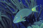 Queen parrotfish swims
